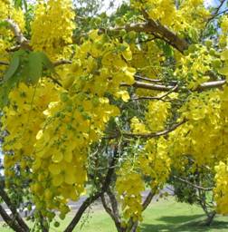 Cassia_fistula